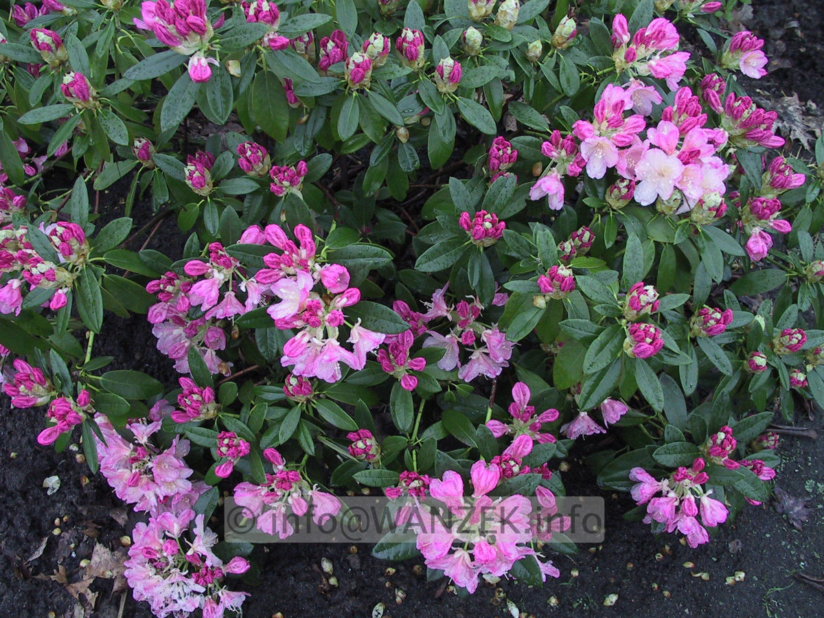 Rhododendron yakushimanum Polaris 03 knospig.JPG
